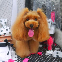 【山手店】2020年8月27日のワンちゃん達♪