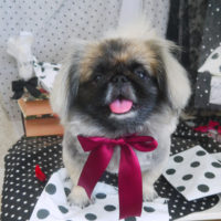 【山手店】2020年8月28日のワンちゃん達♪