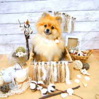 【池下店】2020年8月1日のワンちゃん達♪