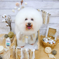 【池下店】2020年8月2日のワンちゃん達♪