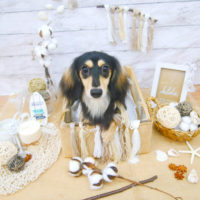 【池下店】2020年8月6日のワンちゃん達♪