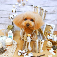 【池下店】2020年8月7日のワンちゃん達♪