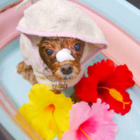 【池下店】2020年8月8日のワンちゃん達♪