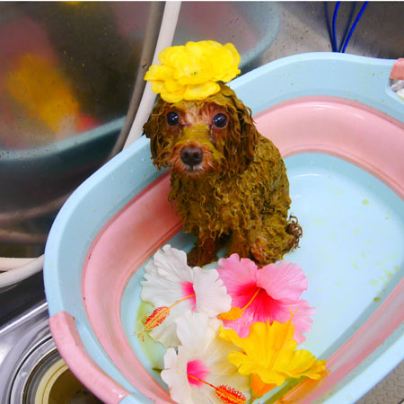 【池下店】2020年8月9日のワンちゃん達♪