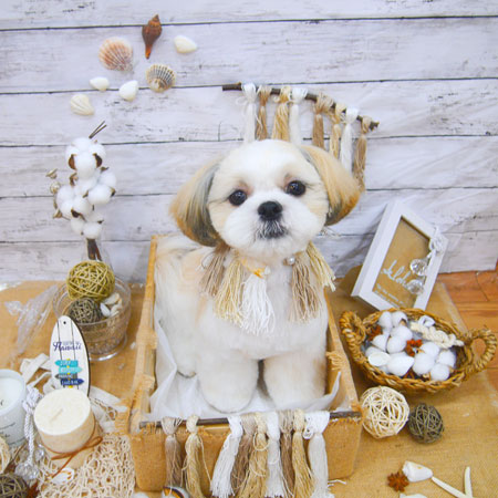 【池下店】2020年8月10日のワンちゃん達♪