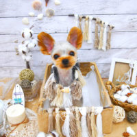 【池下店】2020年8月15日のワンちゃん達♪