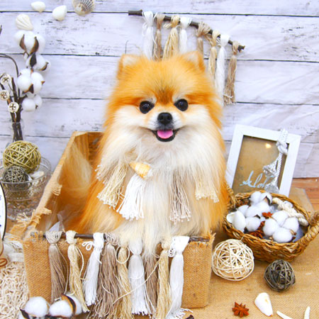 【池下店】2020年8月16日のワンちゃん達♪