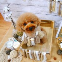 【池下店】2020年8月17日のワンちゃん達♪