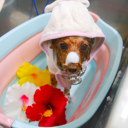 【池下店】2020年8月20日のワンちゃん達♪