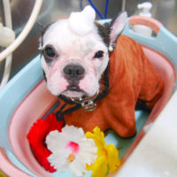 【池下店】2020年8月21日のワンちゃん達♪