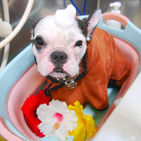 【池下店】2020年8月21日のワンちゃん達♪