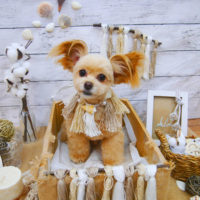 【池下店】2020年8月22日のワンちゃん達♪