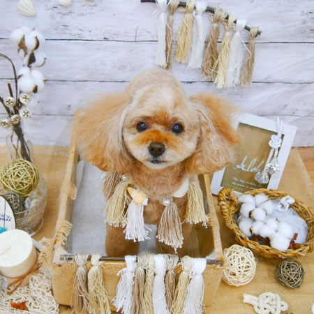 【池下店】2020年8月23日のワンちゃん達♪