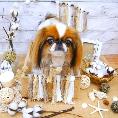 【池下店】2020年8月24日のワンちゃん達♪