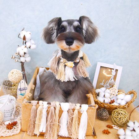 【池下店】2020年8月26日のワンちゃん達♪