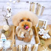 【池下店】2020年8月27日のワンちゃん達♪