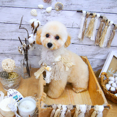 【池下店】2020年8月28日のワンちゃん達♪