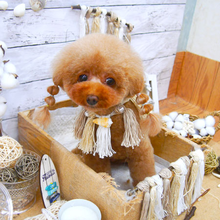 【池下店】2020年8月29日のワンちゃん達♪