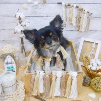 【池下店】2020年8月30日のワンちゃん達♪