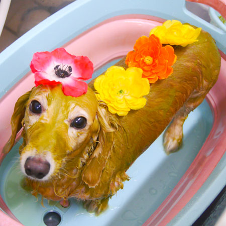 【池下店】2020年8月31日のワンちゃん達♪