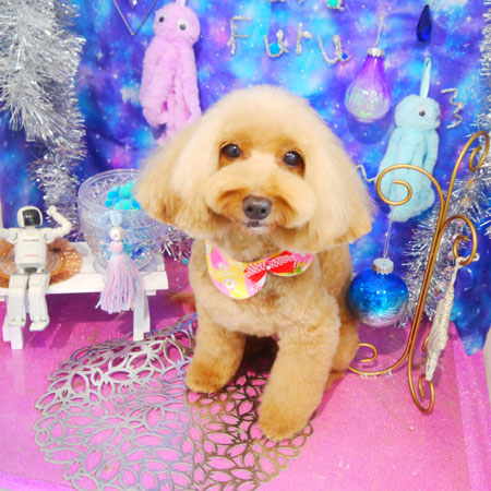 【本店】2020年9月3日のワンちゃん達♪