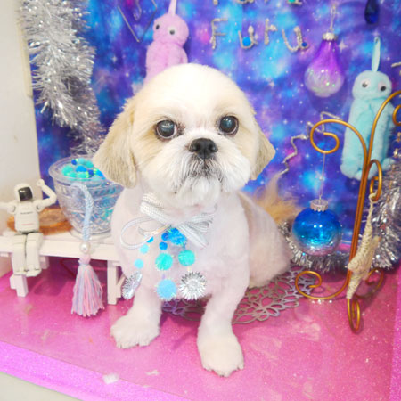 【本店】2020年9月4日のワンちゃん達♪