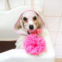 【本店】2020年9月5日のワンちゃん達♪