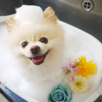 【本店】2020年9月6日のワンちゃん達♪