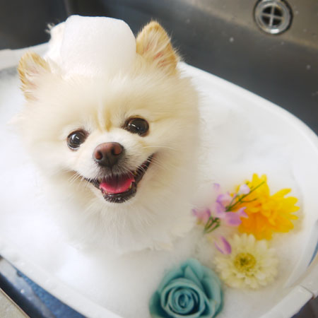 【本店】2020年9月6日のワンちゃん達♪