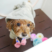 【本店】2020年9月7日のワンちゃん達♪