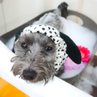 【本店】2020年9月10日のワンちゃん達♪