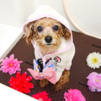 【本店】2020年9月11日のワンちゃん達♪