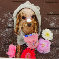 【本店】2020年9月12日のワンちゃん達♪