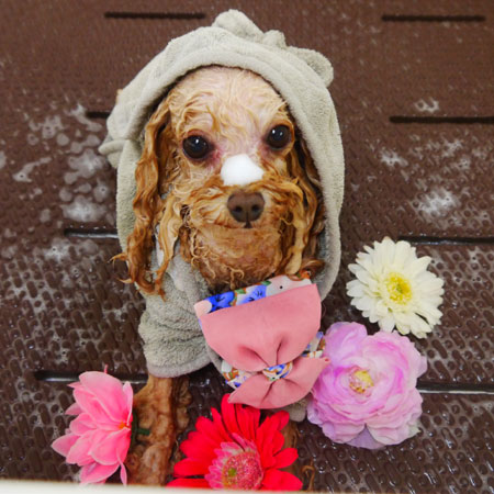 【本店】2020年9月12日のワンちゃん達♪