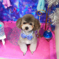 【本店】2020年9月13日のワンちゃん達♪