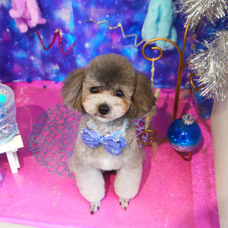 【本店】2020年9月13日のワンちゃん達♪