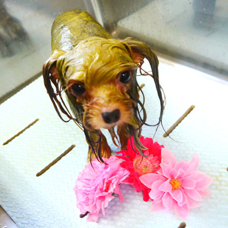 【本店】2020年9月14日のワンちゃん達♪