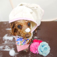 【本店】2020年9月17日のワンちゃん達♪