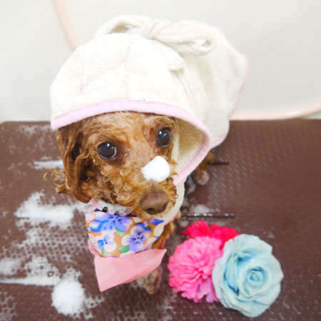 【本店】2020年9月17日のワンちゃん達♪