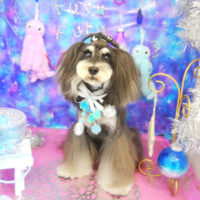 【本店】2020年9月18日のワンちゃん達♪