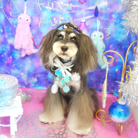 【本店】2020年9月18日のワンちゃん達♪