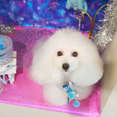 【本店】2020年9月19日のワンちゃん達♪