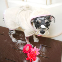 【本店】2020年9月20日のワンちゃん達♪