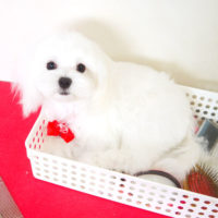 【本店】2020年9月21日のワンちゃん達♪