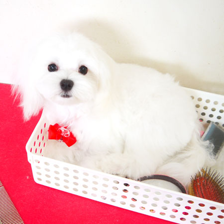 【本店】2020年9月21日のワンちゃん達♪