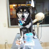 【本店】2020年9月23日のワンちゃん達♪