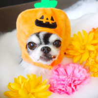 【本店】2020年9月24日のワンちゃん達♪