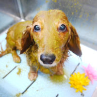 【本店】2020年9月25日のワンちゃん達♪