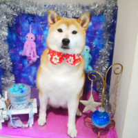 【本店】2020年9月26日のワンちゃん達♪