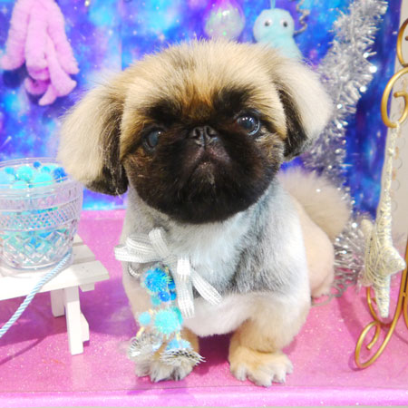 【本店】2020年9月27日のワンちゃん達♪